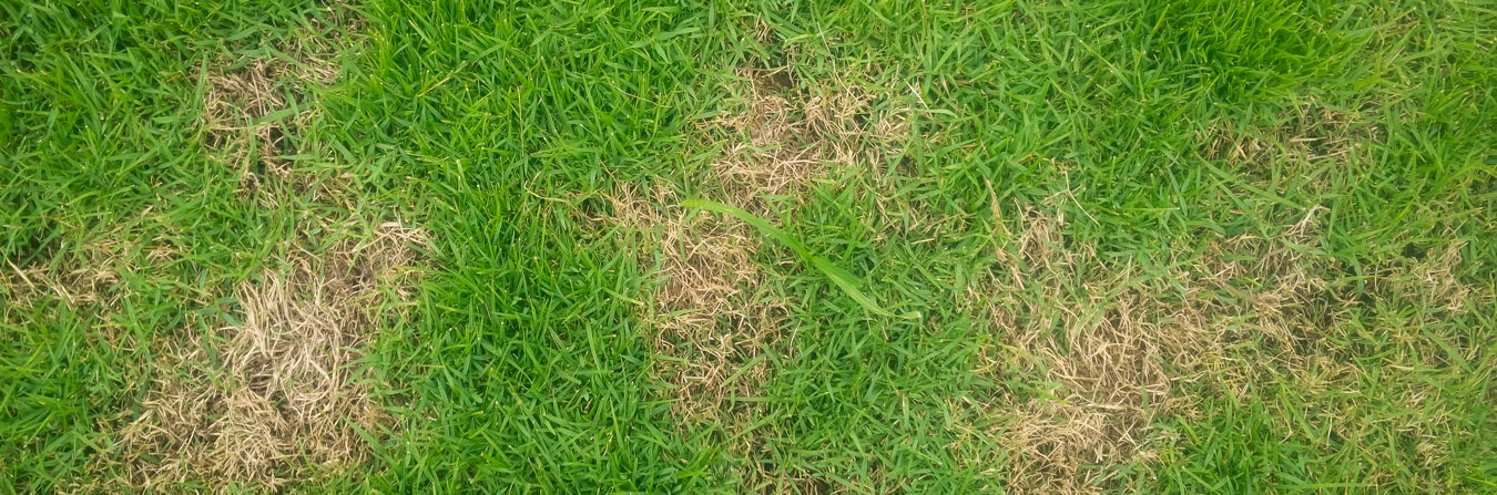 Brown Spots In The Lawn? How To Fix Red Thread Disease, 48% OFF