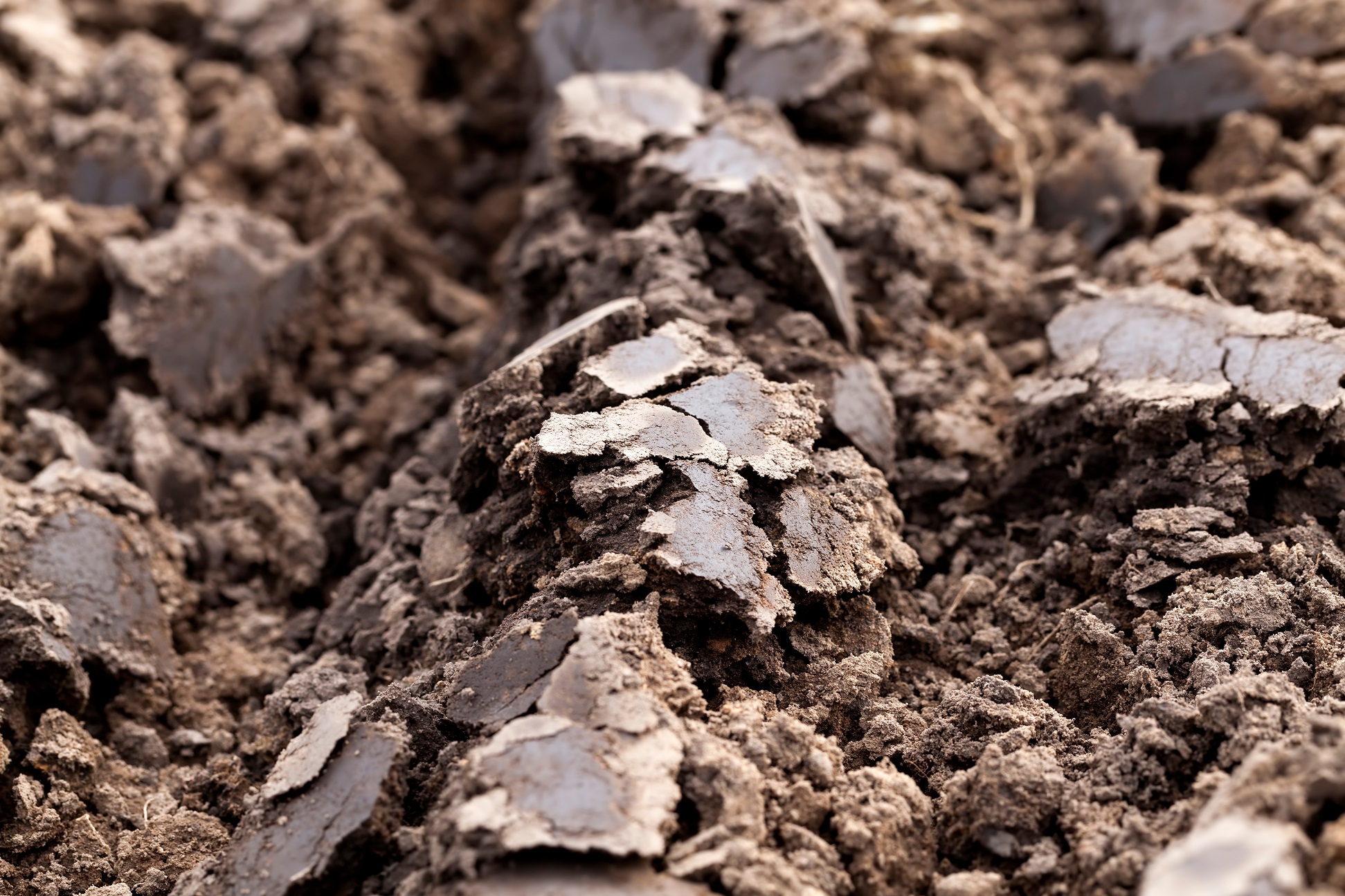 Understanding Clay Soil and How to Improve It